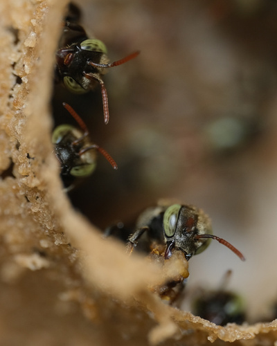Mexican Pitted-Stingless bee (Nannotrigona perilampoides)