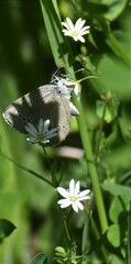 Stellaria graminea