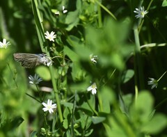 Stellaria graminea