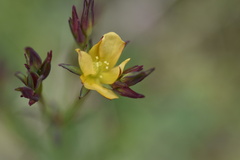 Hypericum thesiifolium