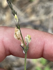 Henrya insularis