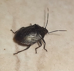 Antiteuchus