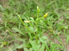 Cleome viscosa