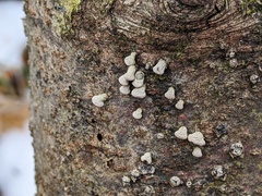 Porodisculus pendulus