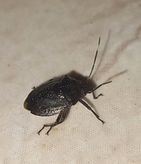 Antiteuchus