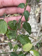 Henrya insularis