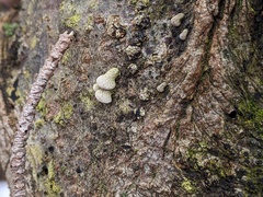 Porodisculus pendulus