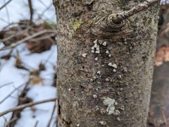 Porodisculus pendulus