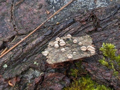 Porodisculus pendulus