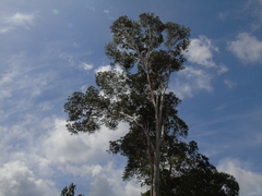 Tristaniopsis whiteana