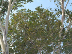 Tristaniopsis whiteana