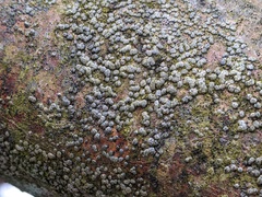 Coccomyces strobi