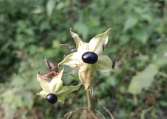 Clerodendrum infortunatum