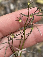Euphorbia lagunensis