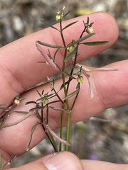 Euphorbia lagunensis