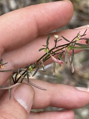 Euphorbia lagunensis