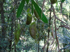 Nepenthes ampullaria