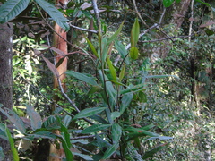 Nepenthes ampullaria