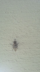 Copestylum chalybescens