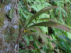 Coelogyne