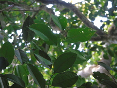 Maasia