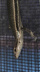 Cryptoblepharus pulcher
