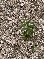 Croton glandulosus