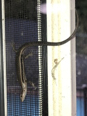 Cryptoblepharus pulcher