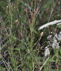 Hypericum thesiifolium