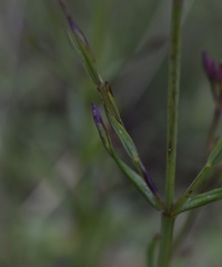 Hypericum thesiifolium