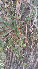 Microgramma mortoniana