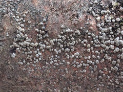 Coccomyces strobi