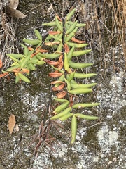 Pellaea ternifolia brandegeei