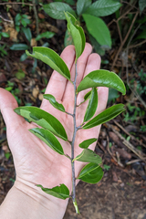 Ximenia americana