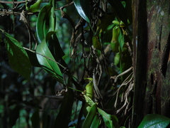 Nepenthes reinwardtiana