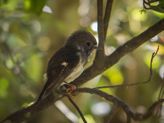 Petroica macrocephala toitoi
