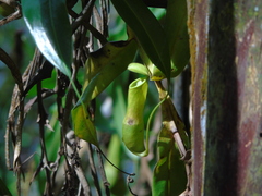 Nepenthes reinwardtiana