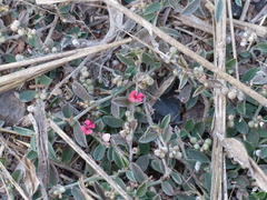 Indigofera linifolia