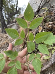 Arracacia brandegeei