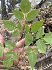 Arracacia brandegeei