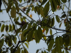 Burseraceae