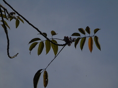 Burseraceae