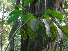 Burseraceae