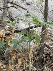 Arracacia brandegeei