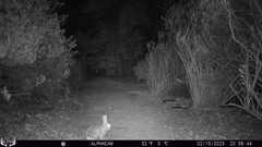 Sylvilagus audubonii