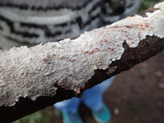 Stereum sanguinolentum