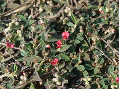 Indigofera linifolia