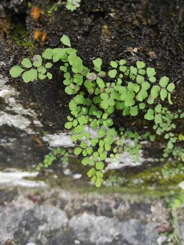 Image of Adiantum tricholepis by (c) Hersson Ramírez, some rights reserved (CC BY)