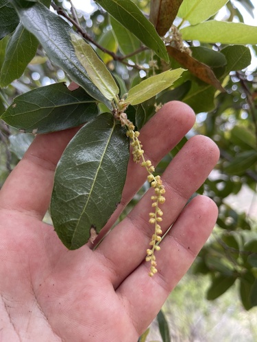 Quercus devia