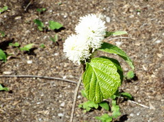 Fothergilla major